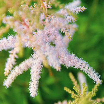 Astilbe Peach Blossom Astilbe Peach Blossom