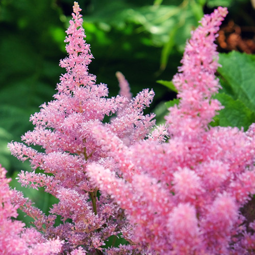 Astilbe Rheinland