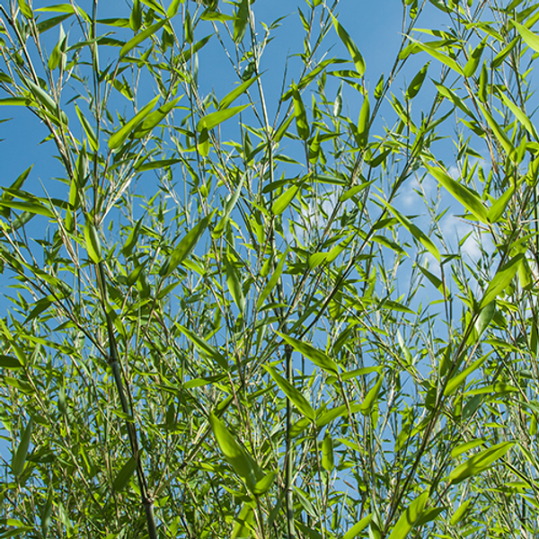 Bambus Bissetii | Bambus phyllostachys Bissetii | Aus unserer eigenen  Grtnerei