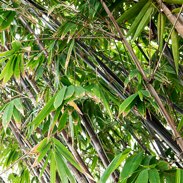 Schwarzer Bambus | Bambus Nigra| Bambus phyllostachys Nigra