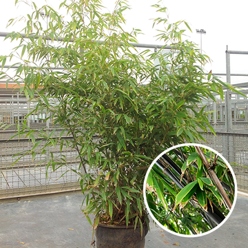 Bamboe Nigra
 Bamboe Nigra