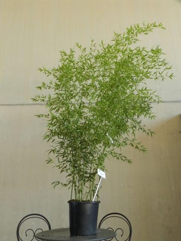 Schwarzer Bambus | Bambus Nigra| Bambus phyllostachys Nigra