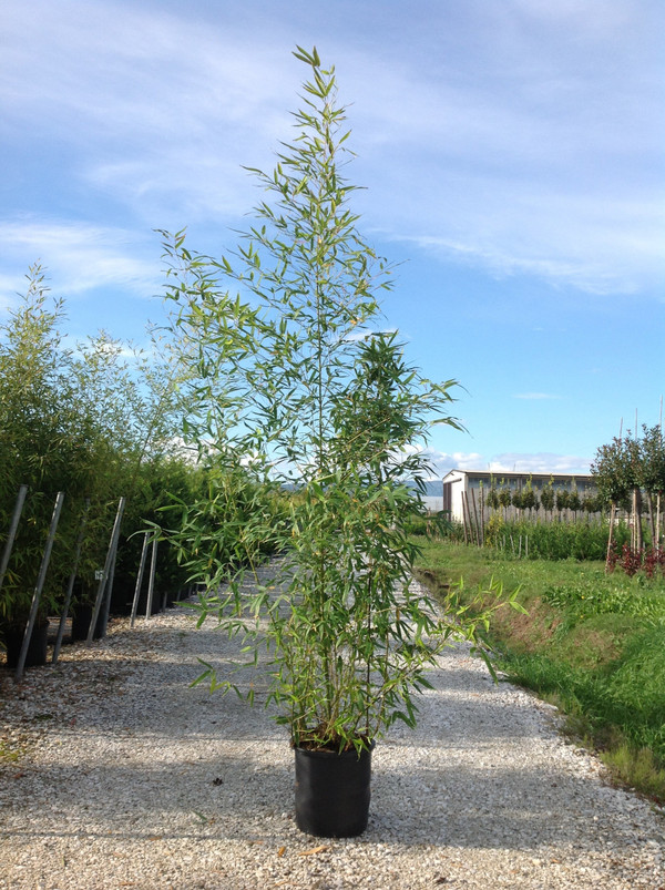 Goldrohrbambus | Bambusa phyllostachys Aurea | Aus unserer eigenen  Grtnerei!