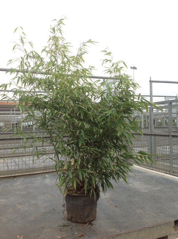 Schwarzer Bambus | Bambus Nigra| Bambus phyllostachys Nigra