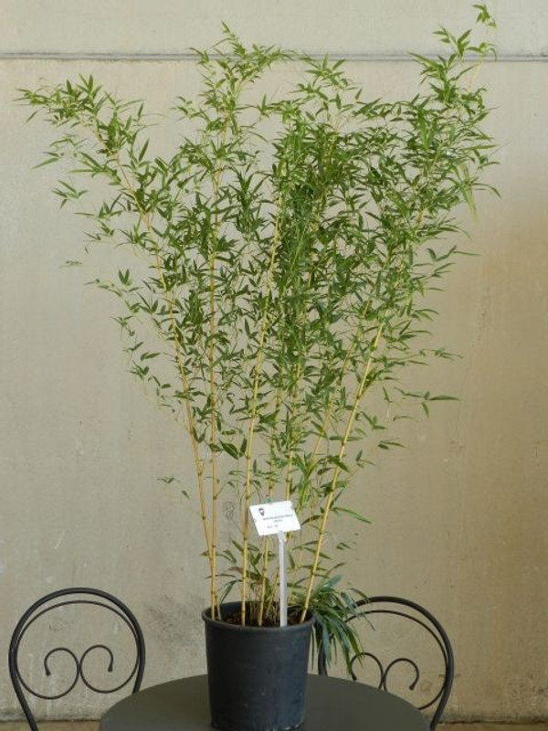 Bambus Spectabilis | Bambusa aureosulcata Spectabilis | Aus unserer eigenen  Grtnerei!