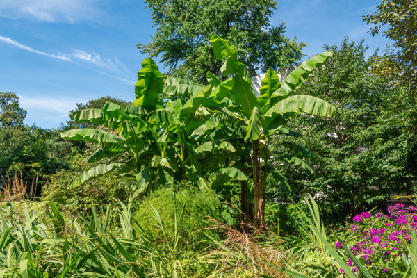 Bananenpflanze | Musa Basjoo | Baumschuleonline