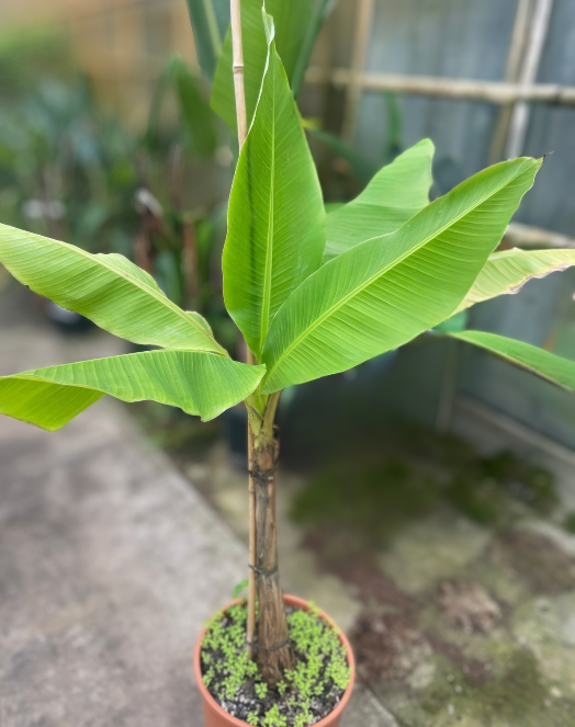 Bananenplant Musa basjoo