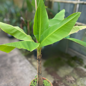 Bananenplant Musa basjoo Bananenplant Musa basjoo