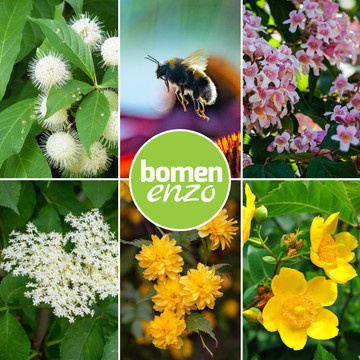 Bijen planten mix Bijen planten mix