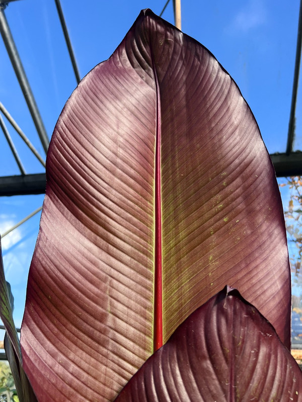 Rote Bananenbaum (Musa Maurelli) | Farbenfroher Blickfang fr einen  tropischen Garten | Kaufen Sie jetzt diese einzigartige Bananenpflanze bei  Baumschule.de
