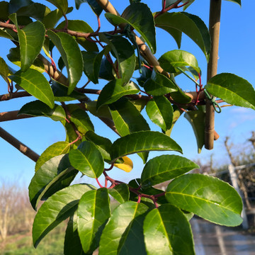 Bladeren Prunus Tico Bladeren Prunus Tico