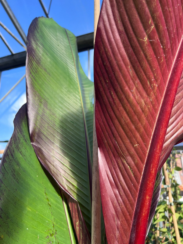 Rote Bananenbaum (Musa Maurelli) | Farbenfroher Blickfang fr einen  tropischen Garten | Kaufen Sie jetzt diese einzigartige Bananenpflanze bei  Baumschule.de