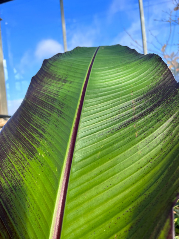 Rote Bananenbaum (Musa Maurelli) | Farbenfroher Blickfang fr einen  tropischen Garten | Kaufen Sie jetzt diese einzigartige Bananenpflanze bei  Baumschule.de