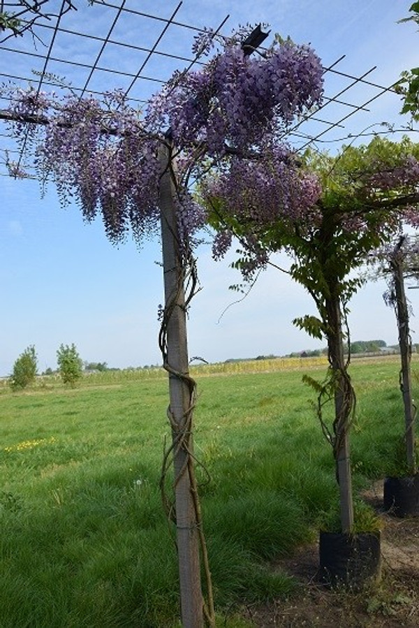 Blauregen Dachform Quadratisch | Wisteria Sinensis | Baumschuleonline.de