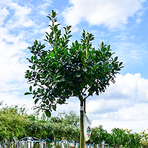 Stechpalme Blue Maid