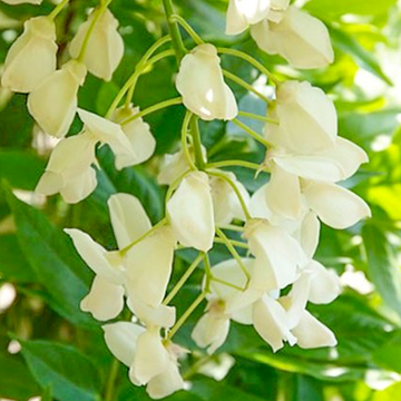 Wisteria floribunda Alba Wisteria floribunda Alba