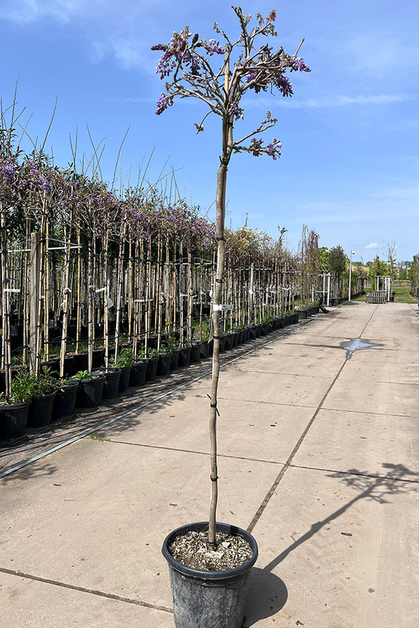 Blauregen Baum | Einfach online kaufen