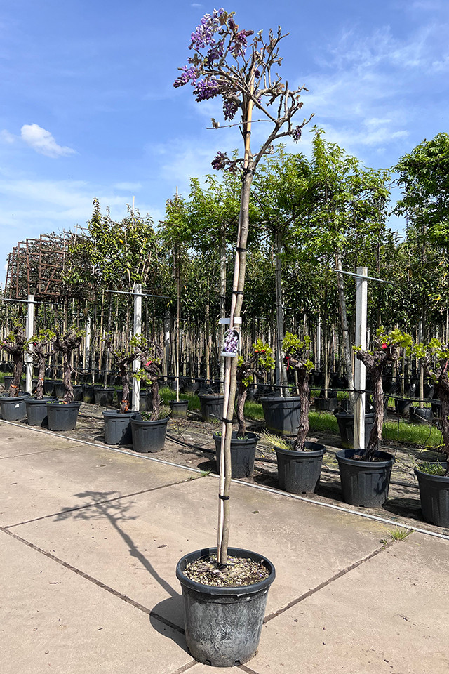 Blauwe Regen boom - hoogstam Wisteria