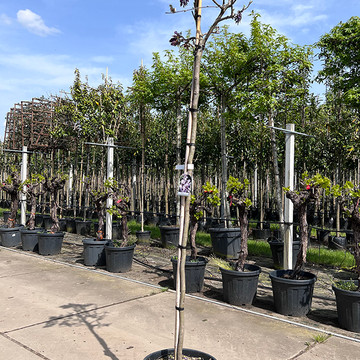 Blauwe Regen boom - hoogstam Wisteria Blauwe Regen boom - hoogstam Wisteria