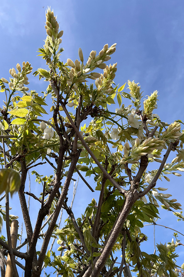 Blauregen Baum | Einfach online kaufen
