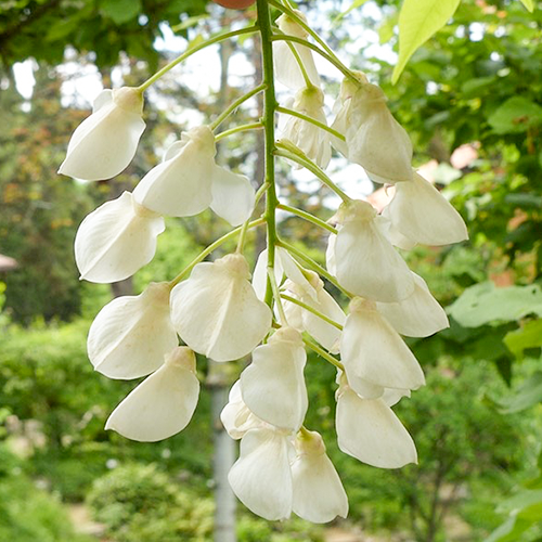 Wisteria brachybotrys Shiro Kapitan Fuji