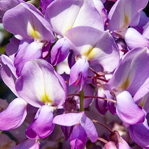 Blauwe Regen Brachybotrys Yokohama Fuji