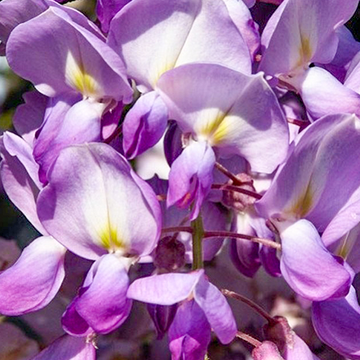 Blauwe Regen Brachybotrys Yokohama Fuji Blauwe Regen Brachybotrys Yokohama Fuji