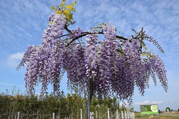 bonsai züchten Bonsai-Anzuchtset Roter Ahorn – Japanischer Bonsai selbst gezogen Star –  Wurzelbox main image 1