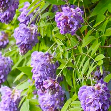 Wisteria frutescens  Wisteria frutescens