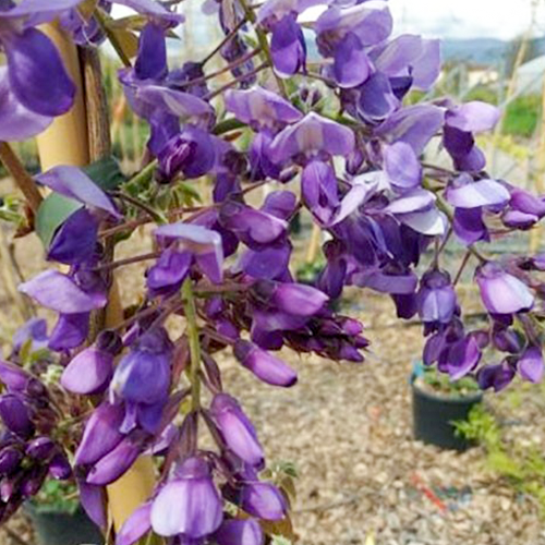 Wisteria floribunda Ito Koku Riu