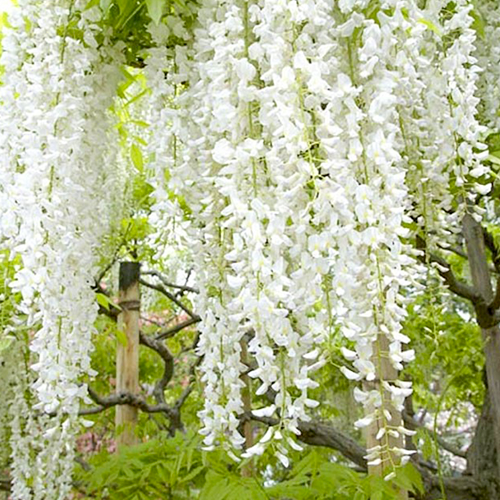 Wisteria floribunda Longissima Alba