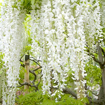 Wisteria floribunda Longissima Alba Wisteria floribunda Longissima Alba