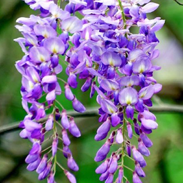 Wisteria sinensis Prematura Wisteria sinensis Prematura