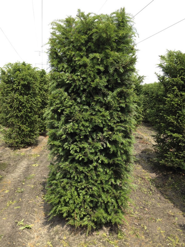 jawoll thuja Junior Giant Thuja Arborvitae main image 1