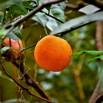 Blutorange  Blutorange