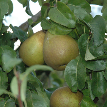 Perenboom Bloedpeer Perenboom Bloedpeer