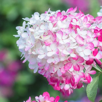 Hortensie ‘Diamond Rouge’ Hortensie ‘Diamond Rouge’
