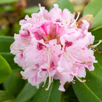 Rhododendron ‘Albert Schweitzer’ 30-40cm Rhododendron ‘Albert Schweitzer’ 30-40cm
