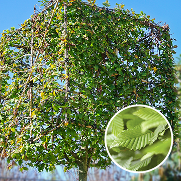 Blok Carpinus  Blok Carpinus