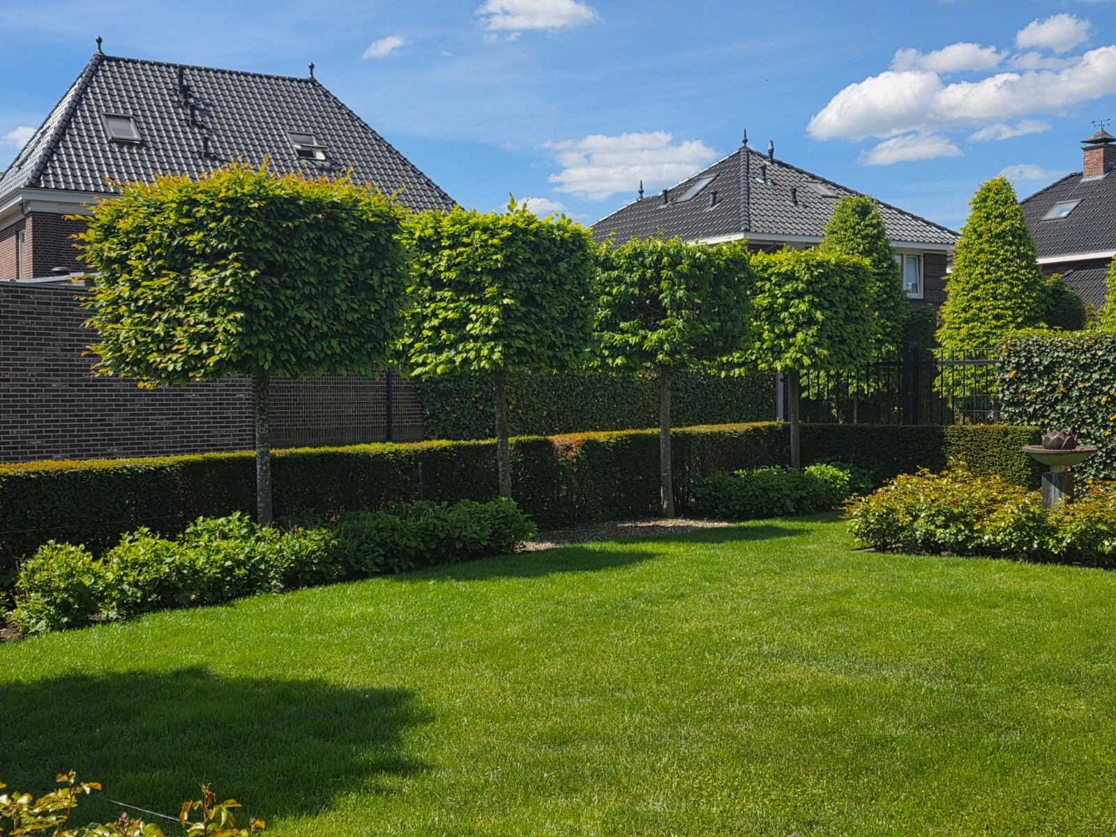 Blok carpinus