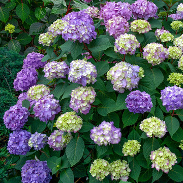 Hydrangea Endless Summer Bloomstar Blauw Hydrangea Endless Summer Bloomstar Blauw