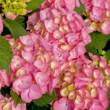 Hydrangea Endless Summer Bloomstar Roze Hydrangea Endless Summer Bloomstar Roze