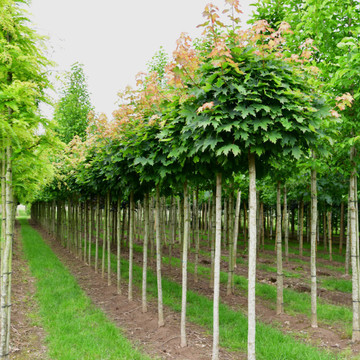 Kugelahorn kaufen Kugelahorn kaufen