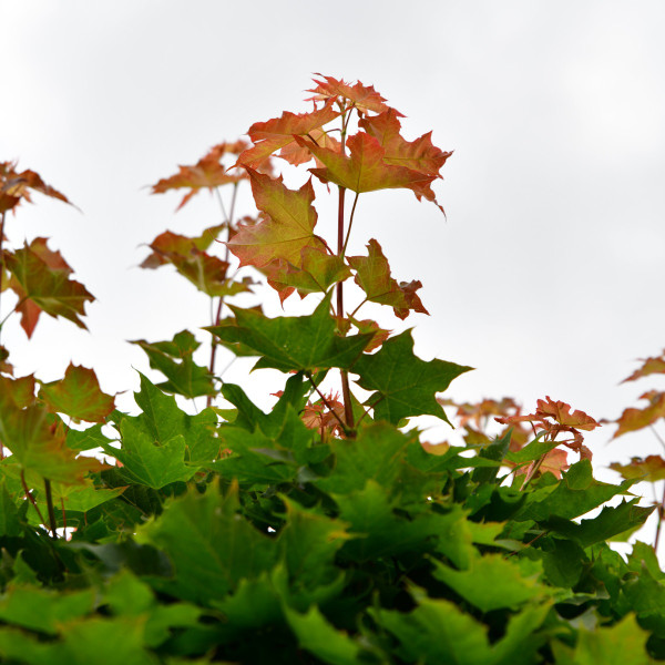 Kugelahorn | Acer platanoides Globosum | Baumschuleonline