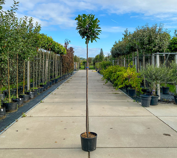 Laurierkers op stam, Prunus laurocerasus Etna