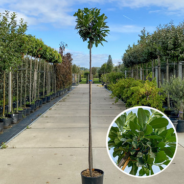 Kugelbaum Lorbeer Etna  Kugelbaum Lorbeer Etna