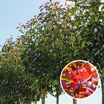 Bol Photinia Bol Photinia