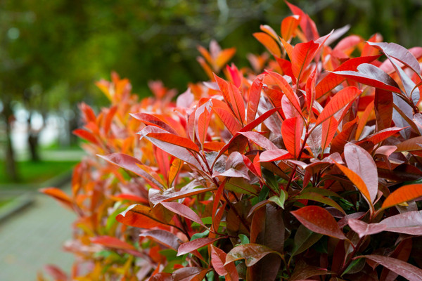 Glanzmispel Kugelbaum | Photinia Red Robin | Baumschuleonline.de
