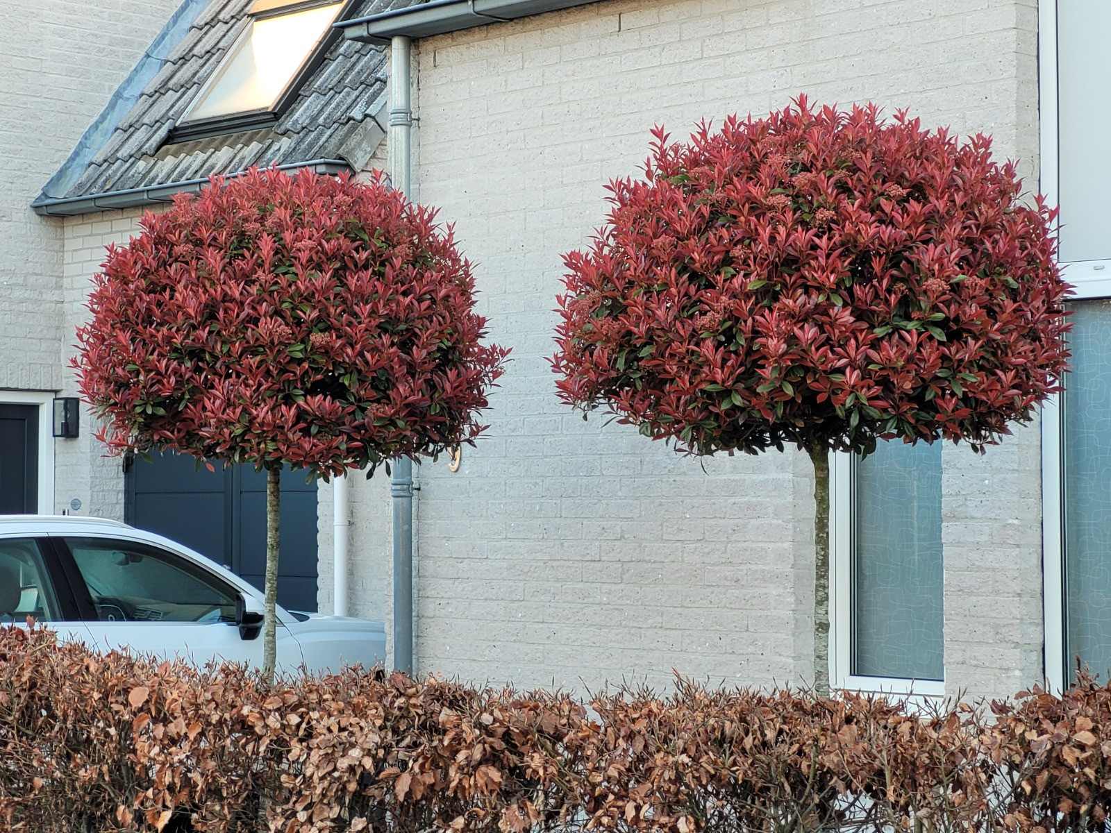 Bol photinia