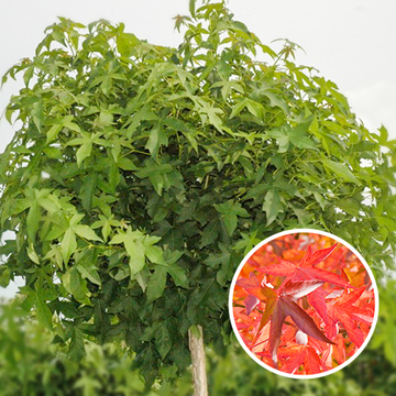 Bolamberboom Bolamberboom